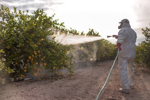 Best Termite Control Services  in Riverside, CA