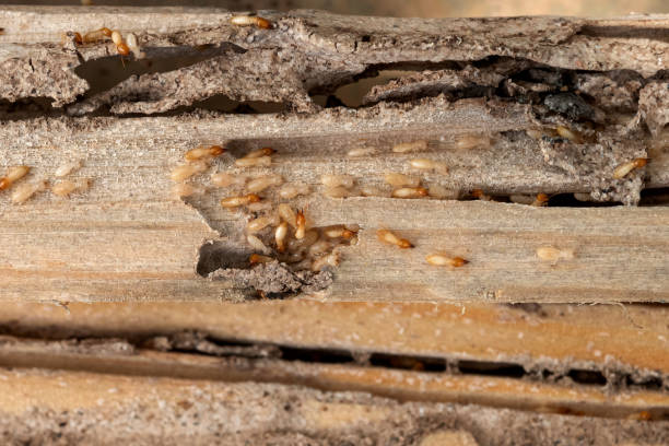 Best Bed Bug Extermination  in Riverside, CA